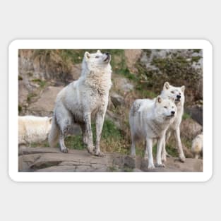 Some Arctic Wolves at play Sticker